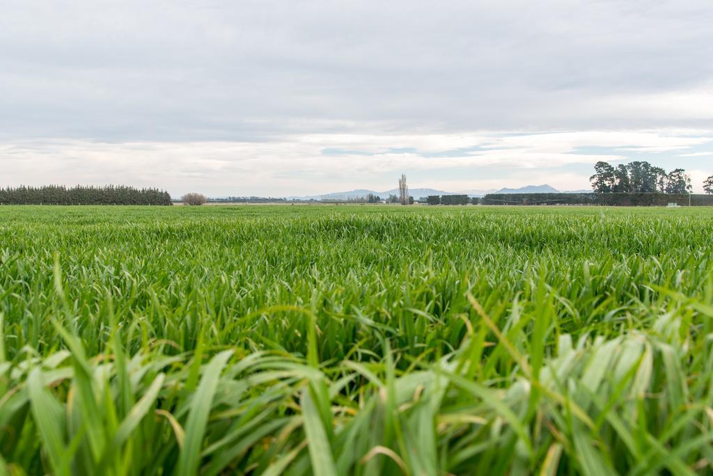 Riverfields Ashburton Luaran gambar